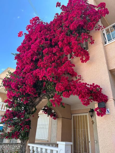 Lange termijn verhuur - Los Balcones, Torrevieja